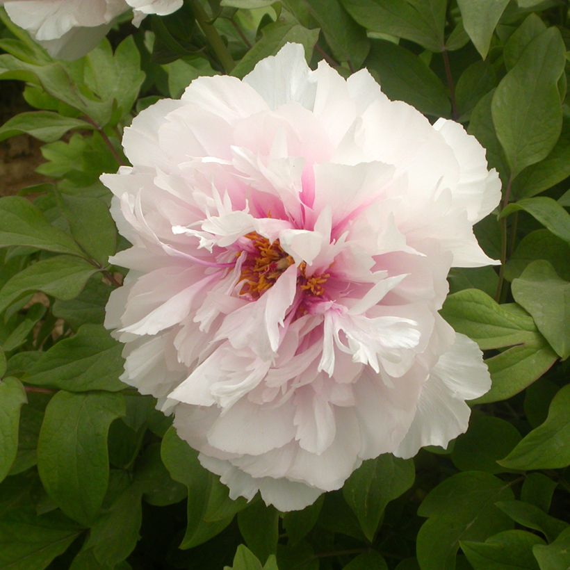 Pivoine arbustive Xue Ying Tao Hua (Peachy Snow) - Paeonia suffruticosa (Flowering)
