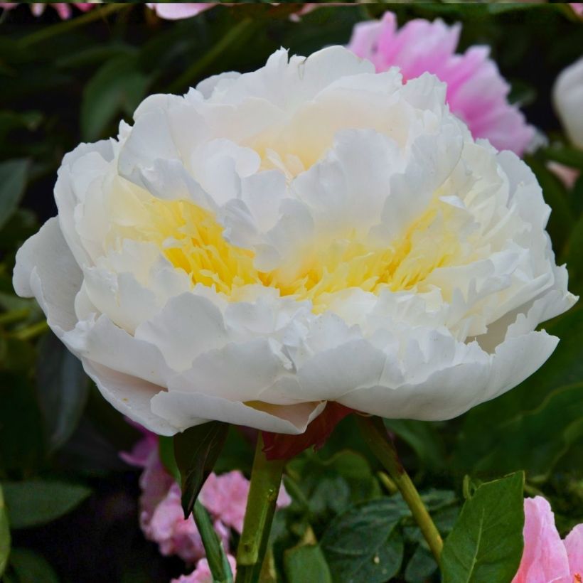 Pivoine lactiflora Blush Queen (Flowering)