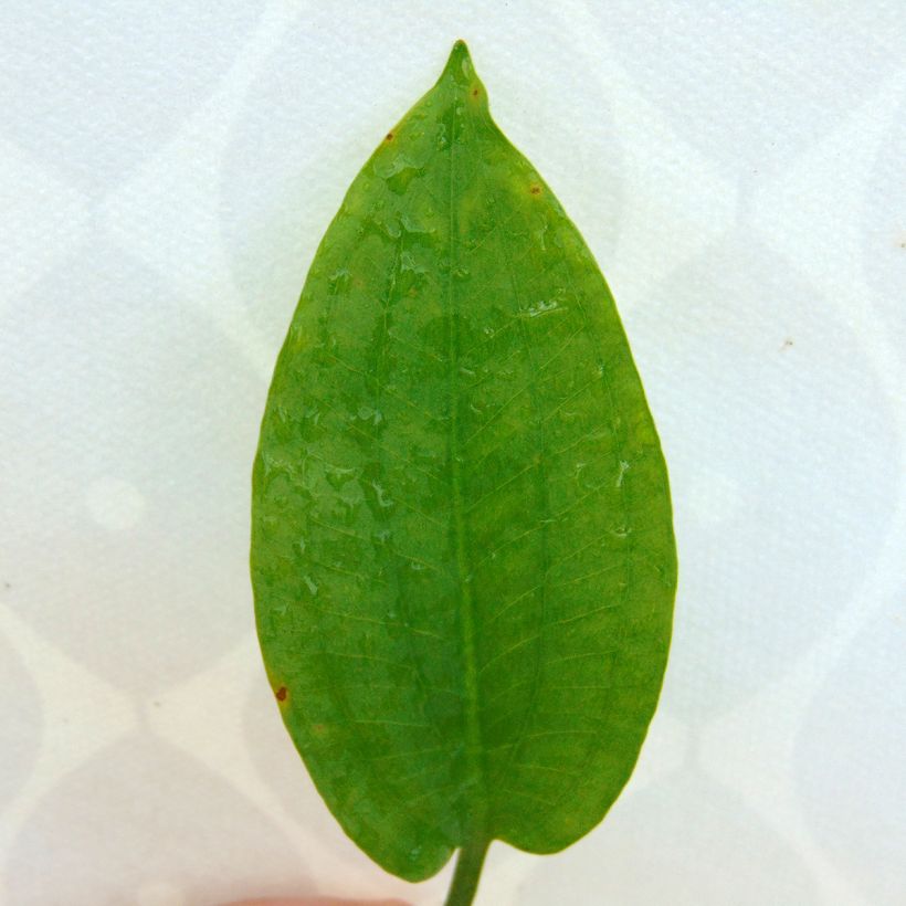 Alisma plantago-aquatica - Plantain d'eau commun (Foliage)