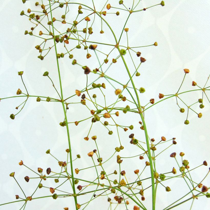 Alisma plantago-aquatica - Plantain d'eau commun (Flowering)