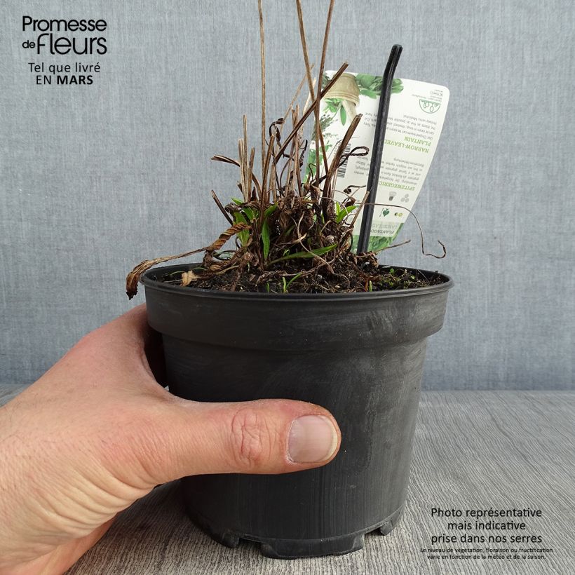 Example of Plantain lancéolé - Plantago lanceolata Pot de 1,5L/2L as you get in hiver