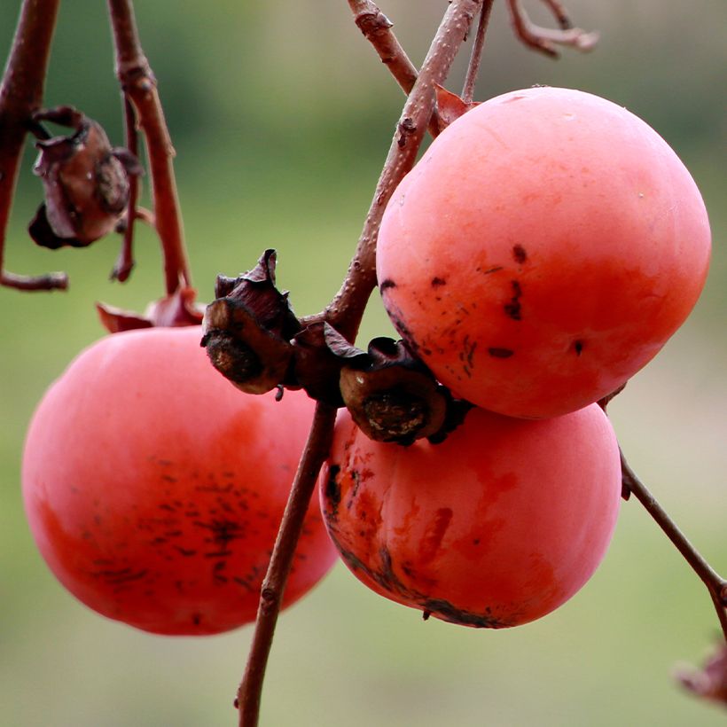 Plaqueminier, Kaki - Diospyros Nikita’s Gift (Harvest)