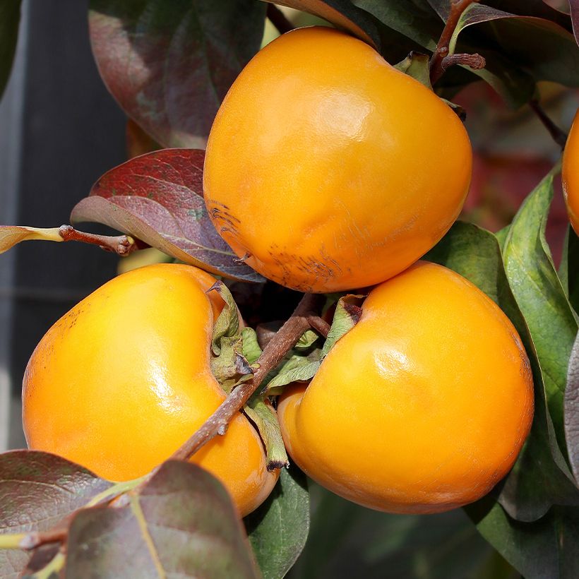 Plaqueminier, Kaki - Diospyros kaki Ragno (Harvest)