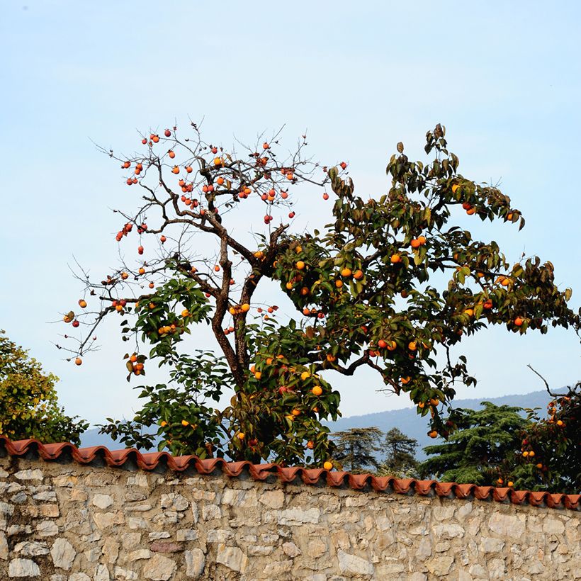 Plaqueminier, Kaki - Diospyros kaki Ragno (Plant habit)