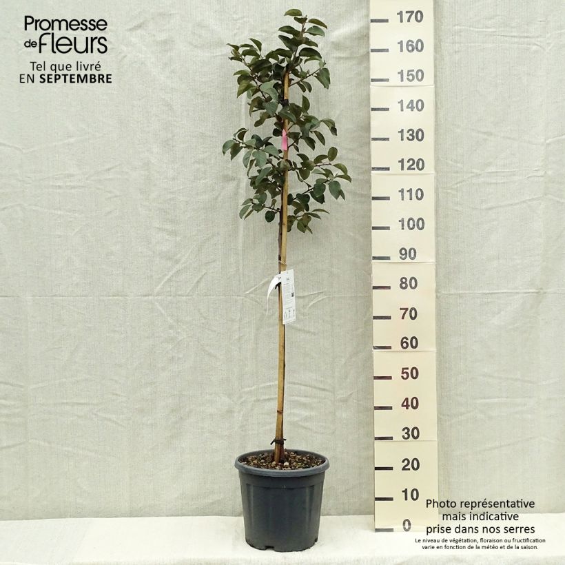 Example of Plaqueminier, Kaki - Diospyros kaki Tipo Pot de 12L/15L, Demi-Tige as you get in automne