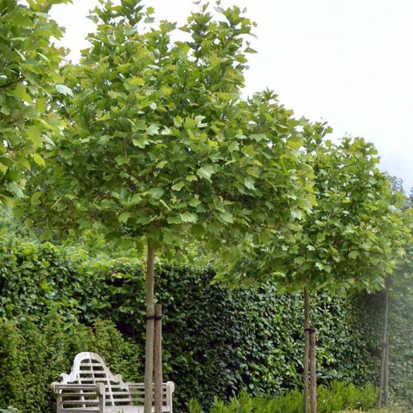 Platanus acerifolia Alphen's Globe - Platane boule (Plant habit)