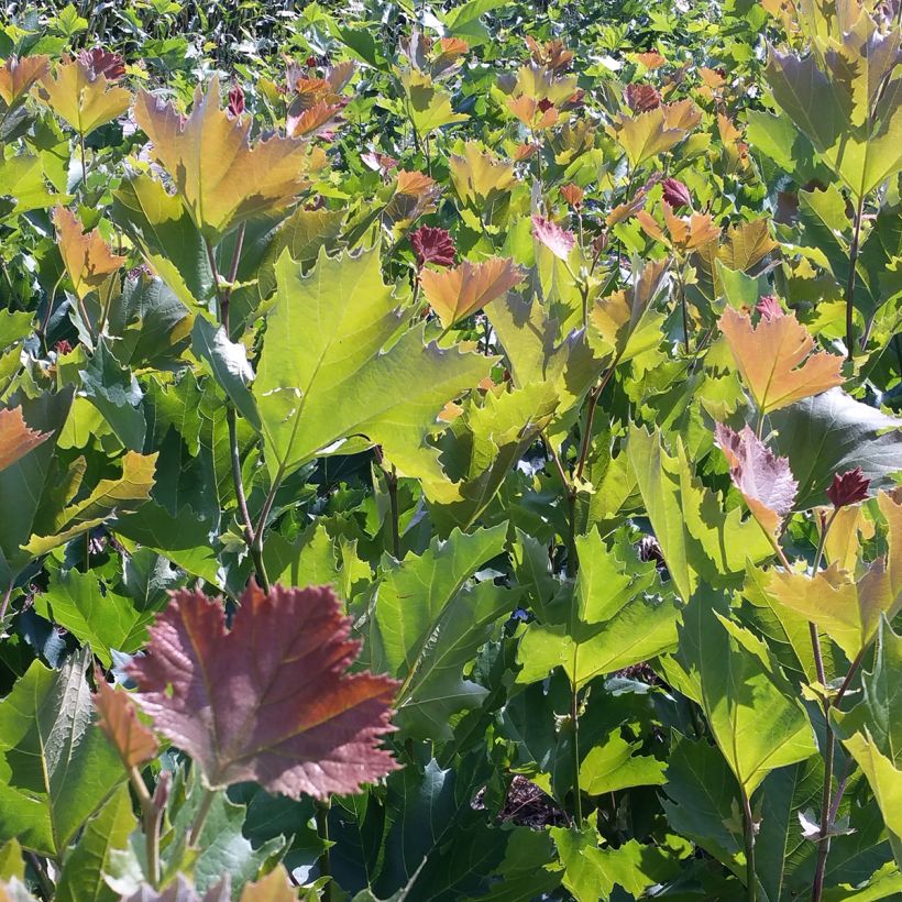 Platanus x hispanica Spartan - Platane (Foliage)