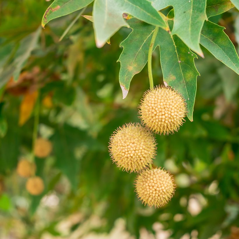 Platanus orientalis - Platane d'Orient (Harvest)