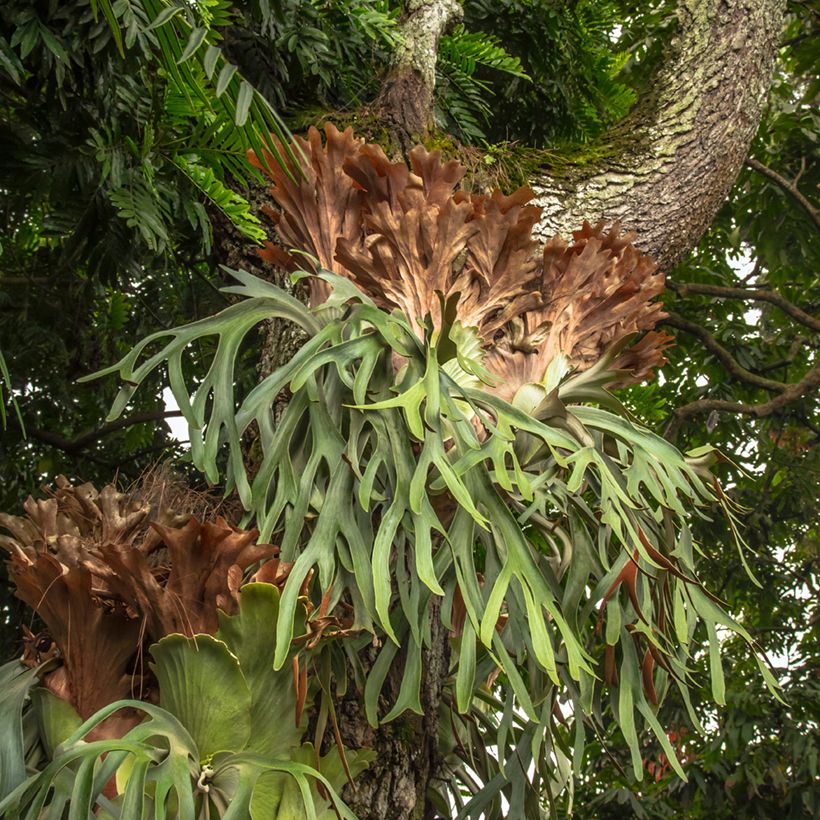Platycerium alcicorne - Fougère Corne de cerf (Plant habit)