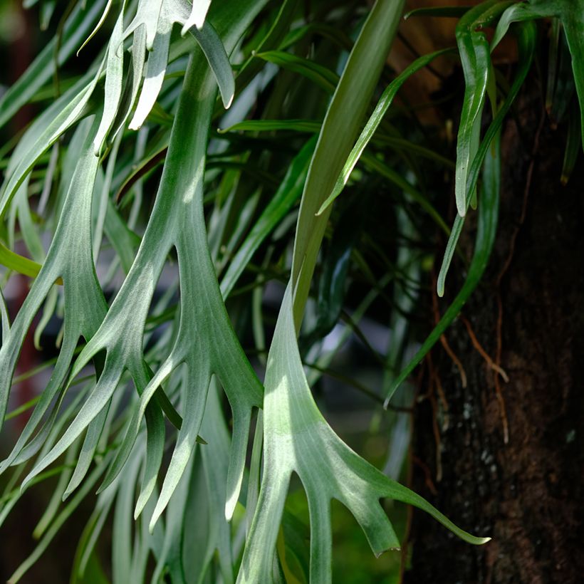 Platycerium bifurcatum - Corne d'élan (Foliage)