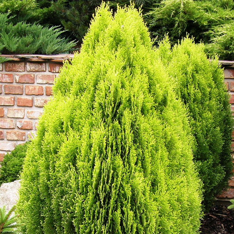Thuya d'Orient - Platycladus orientalis Aurea Nana (Plant habit)