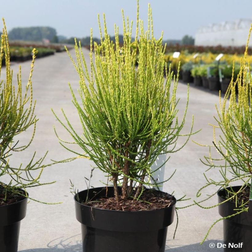 Platycladus orientalis Franky Boy  (Plant habit)