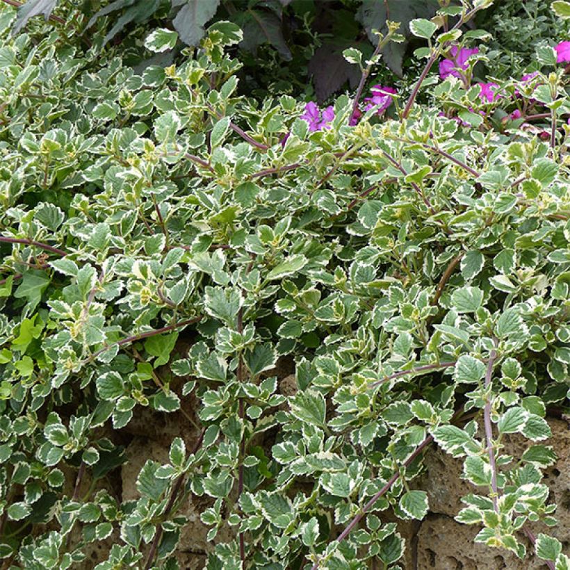 Plectranthus coleoides Variegatus panaché (Plant habit)