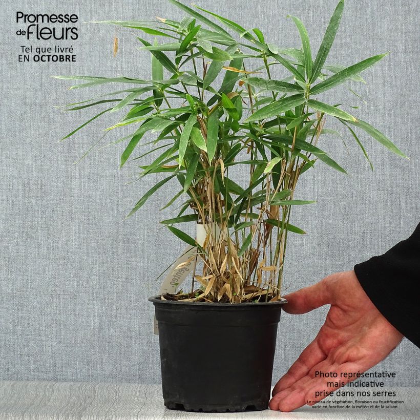 Example of Pleioblastus argenteostriatus f. pumilus - Bambou nain Pot de 1L/1,5L as you get in automne