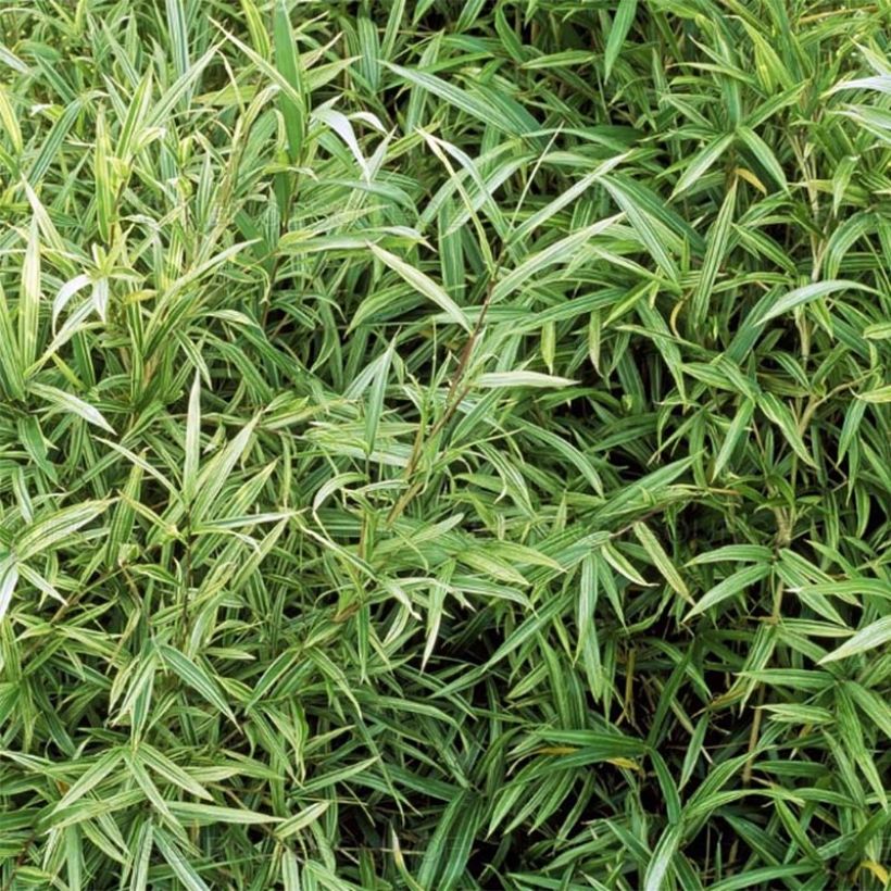 Pleioblastus chino Elegantissimus - Petit bambou panaché (Foliage)