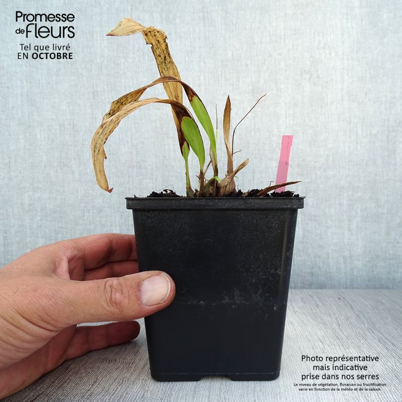 Example of Pleione formosana - Orchidée de Formose terrestre  Godet de 8/9 cm as you get in automne