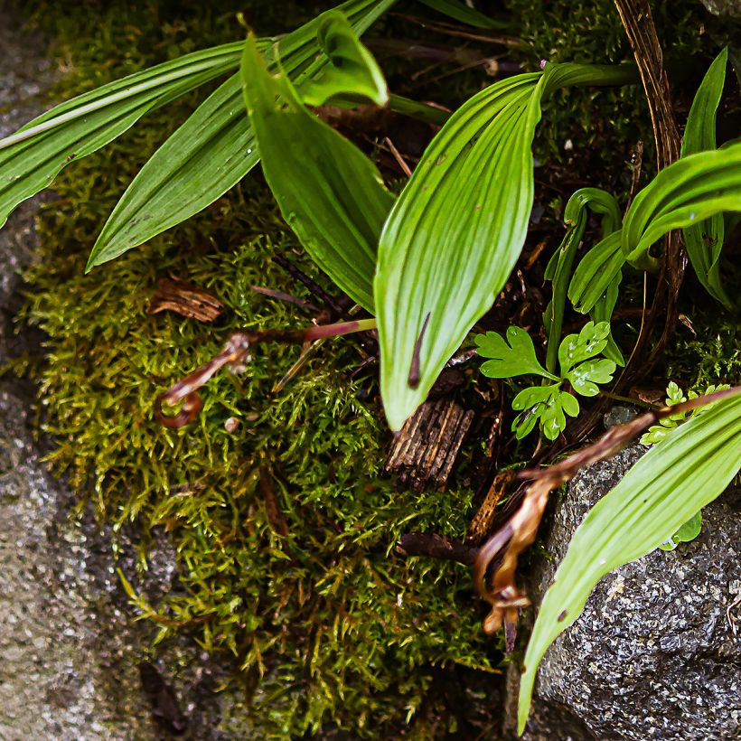 Pleione formosana - Orchidée de Formose terrestre  (Foliage)