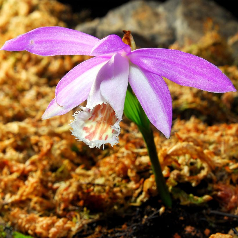Pleione formosana - Orchidée de Formose terrestre  (Flowering)
