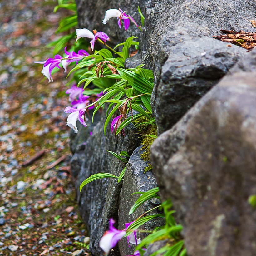 Pleione formosana - Orchidée de Formose terrestre  (Plant habit)