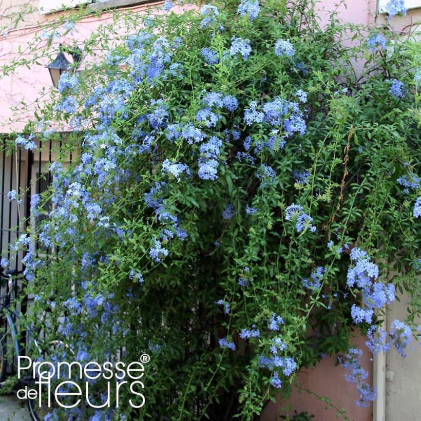 Plumbago auriculata Dark Blue - Plumbago du Cap Dark Blue  (Plant habit)