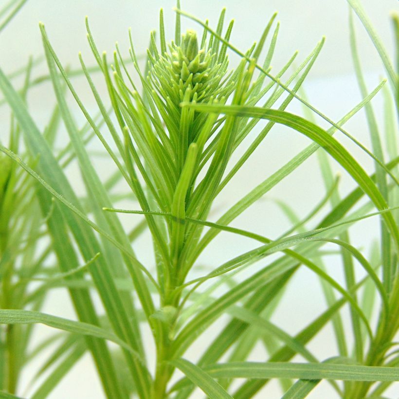 Plume du Kansas - Liatris spicata Alba (Foliage)