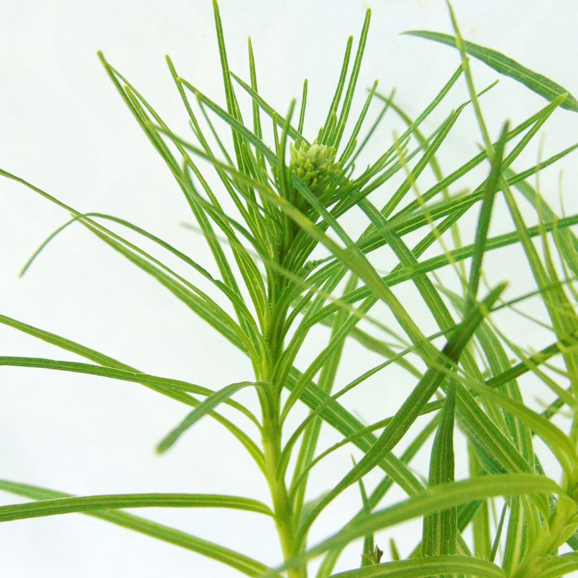 Plume du Kansas - Liatris spicata Floristan White (Foliage)