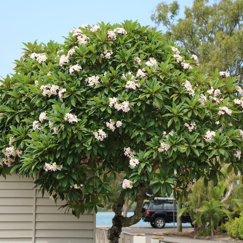 Plumeria obtusa - Frangipanier (Plant habit)
