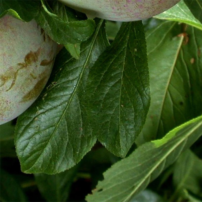 Pluot Flavor Supreme (Foliage)