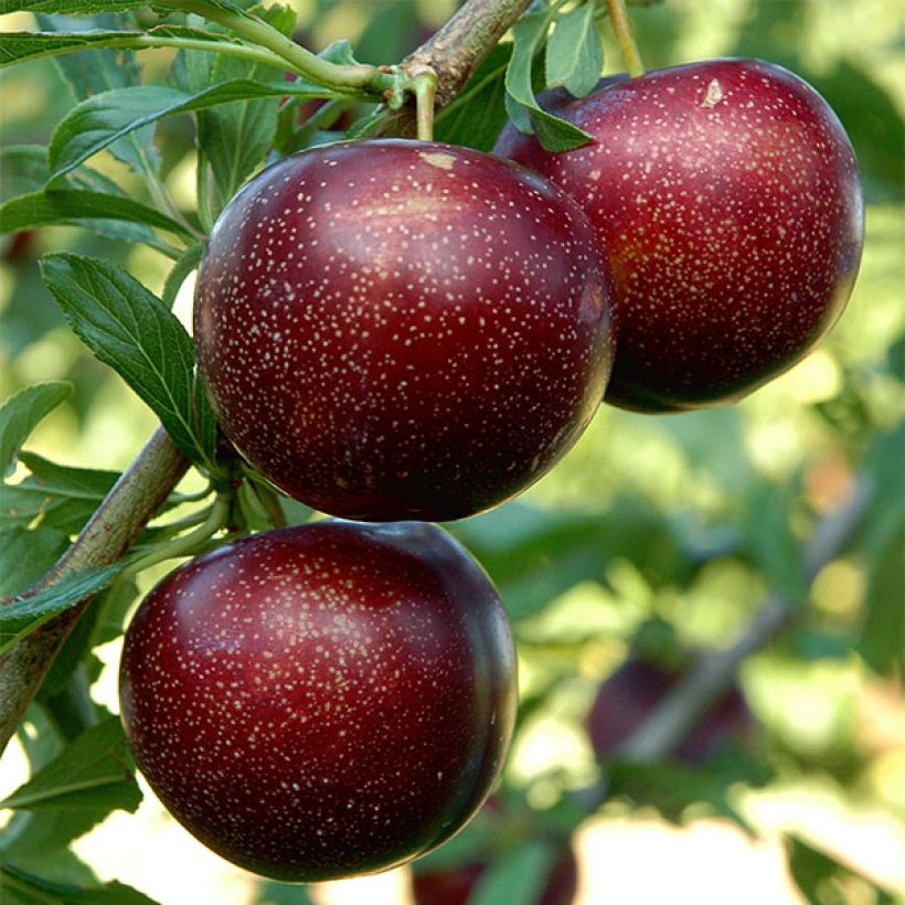 Pluot Purple Candy - Prunus Pluot (Harvest)