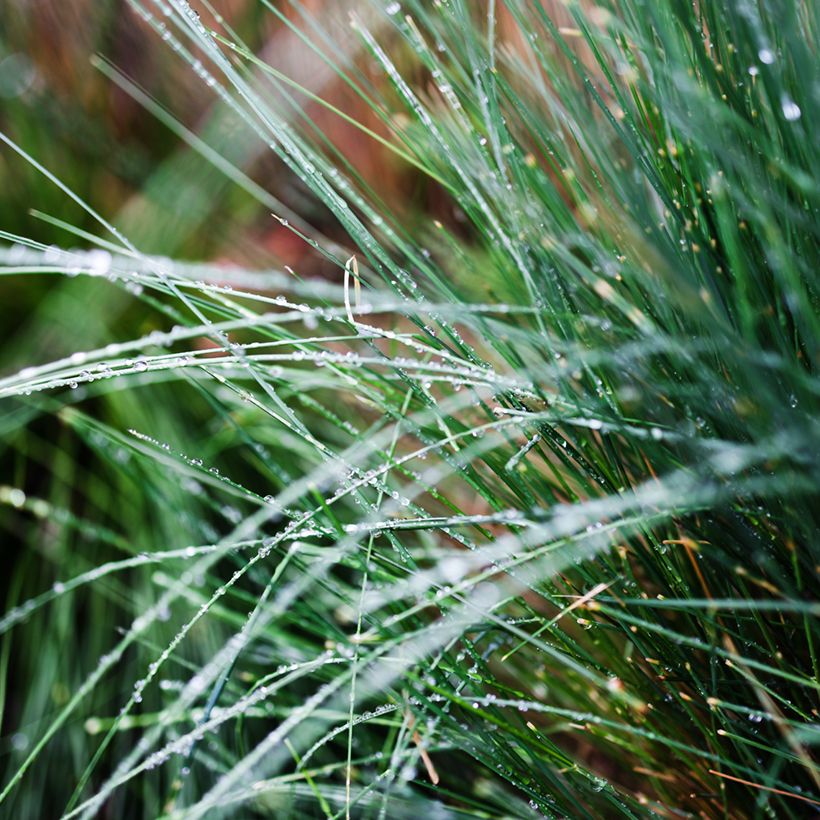 Poa glauca Blue Hills - Pâturin glauque (Foliage)