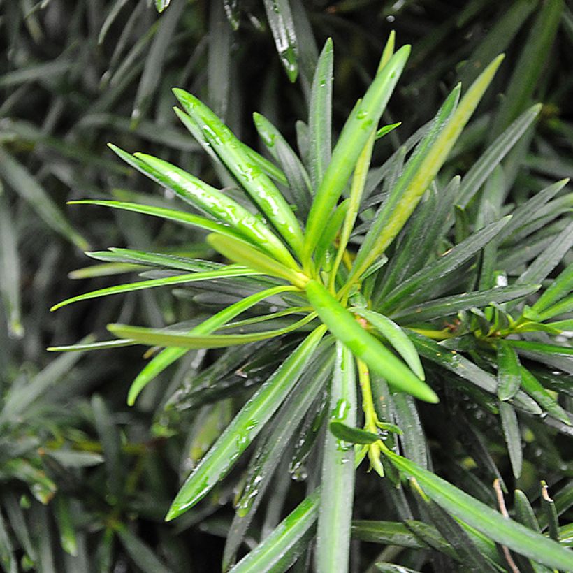 Pin des bouddhistes - Podocarpus macrophyllus (Foliage)