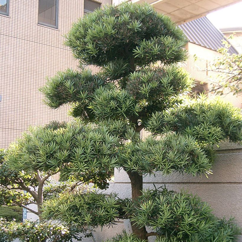 Pin des bouddhistes - Podocarpus macrophyllus (Plant habit)