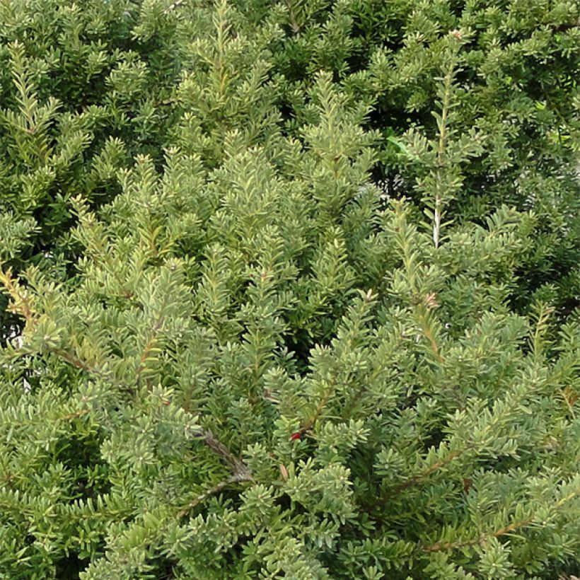 Podocarpus des neiges - Podocarpus nivalis                                (Foliage)