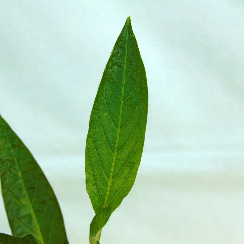Melon Poire - Pépino - Solanum muricatum (Foliage)