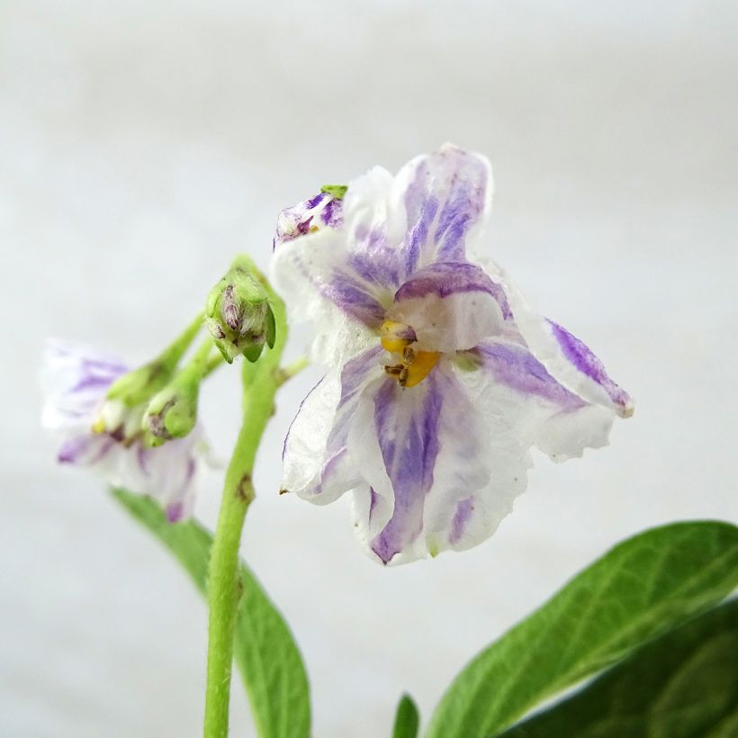 Melon Poire - Pépino - Solanum muricatum (Flowering)