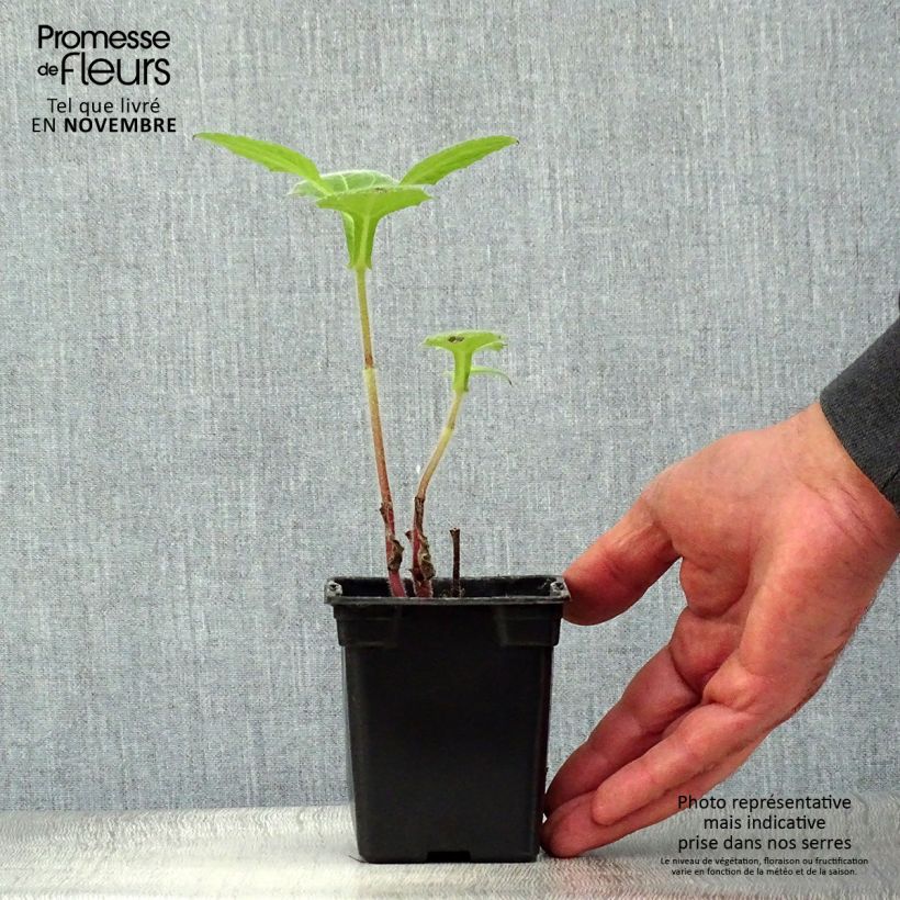 Example of Poire de terre BIO - Yacon Godet de 8/9 cm as you get in automne