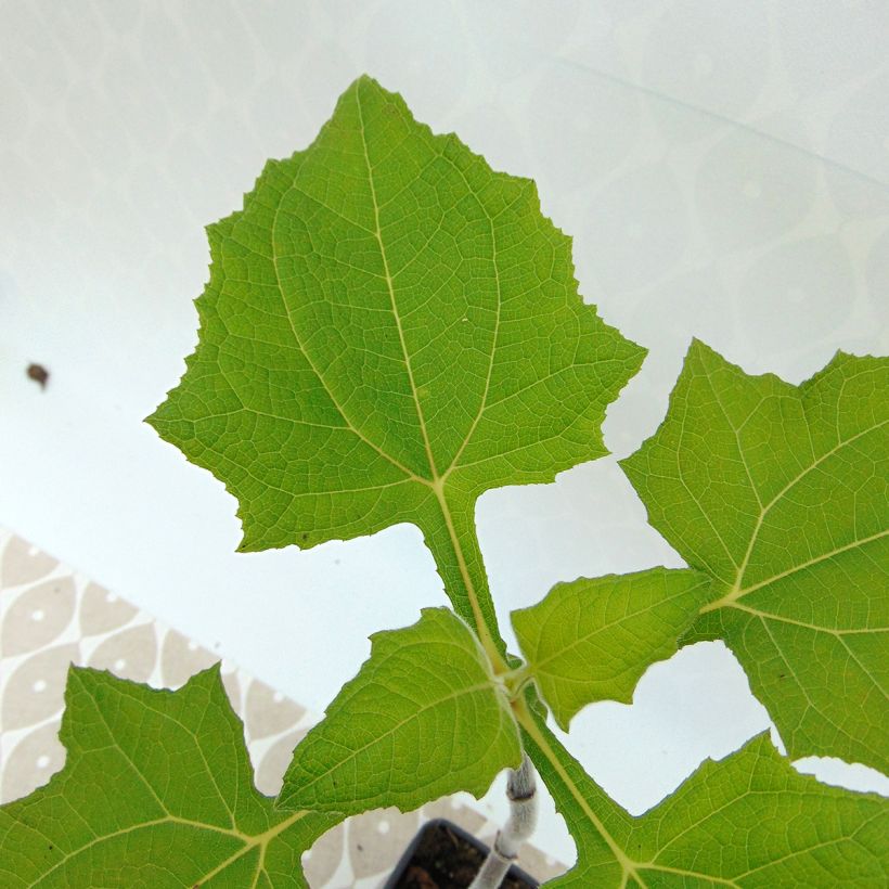 Poire de terre BIO - Yacon (Foliage)