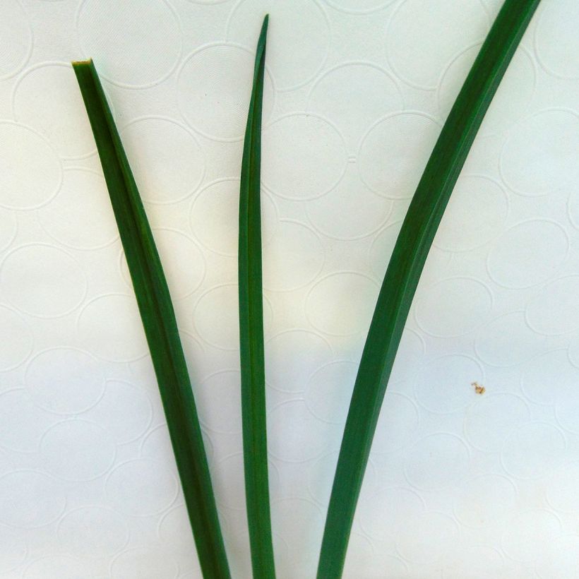 Poireau perpétuel des vignes BIO - Allium ampeloprasum - Poireau vivace (Foliage)