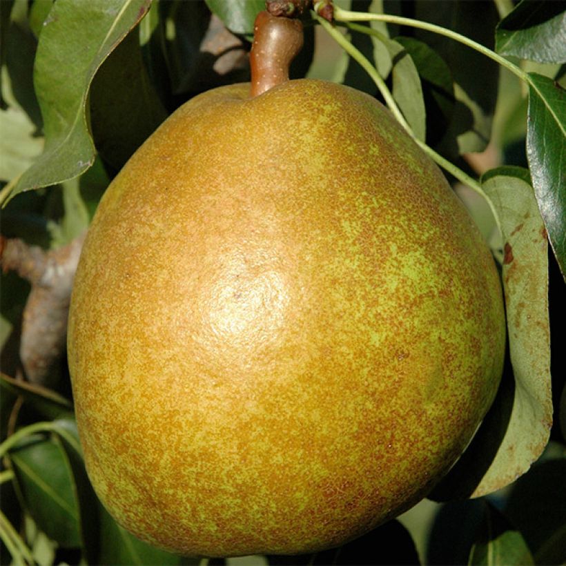 Poirier Angelys (Harvest)