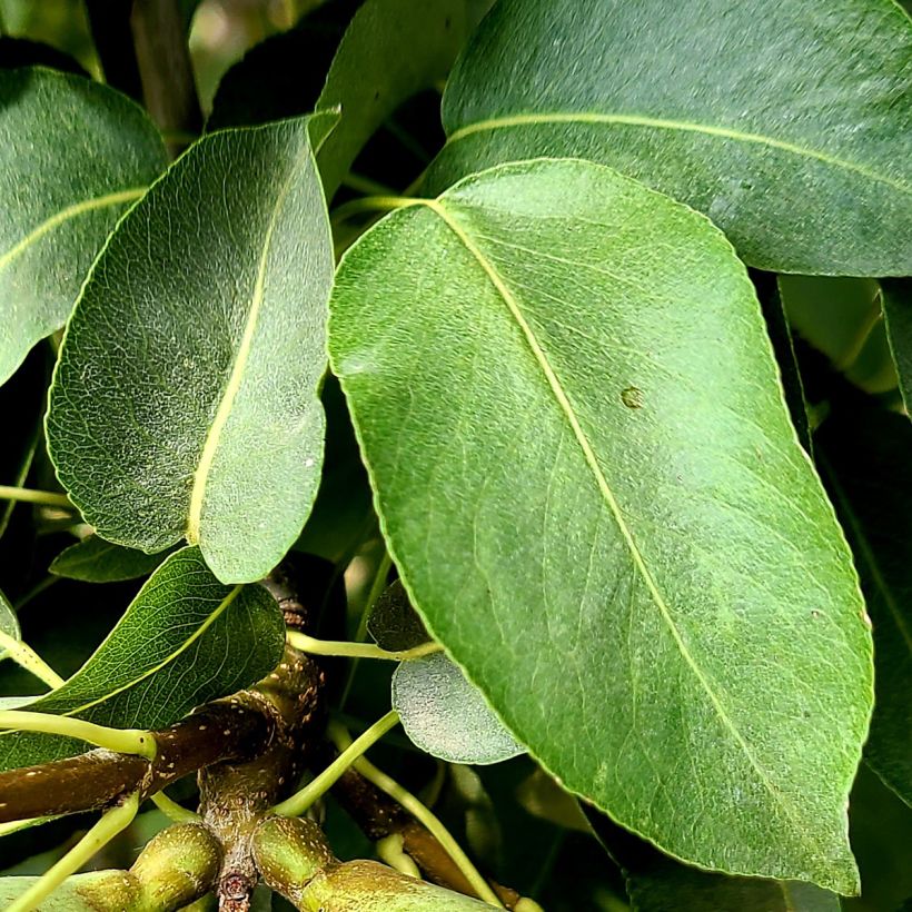 Poirier Bergamote Esperen (Foliage)