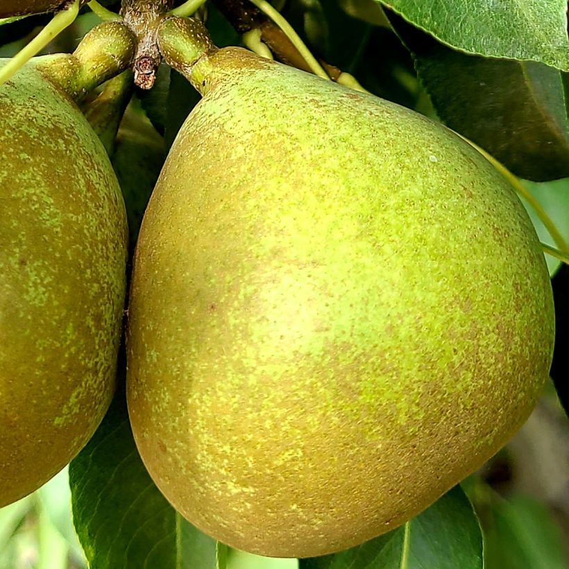 Poirier Bergamote Esperen (Harvest)