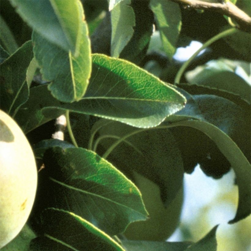 Poirier Beurre Hardy (Foliage)