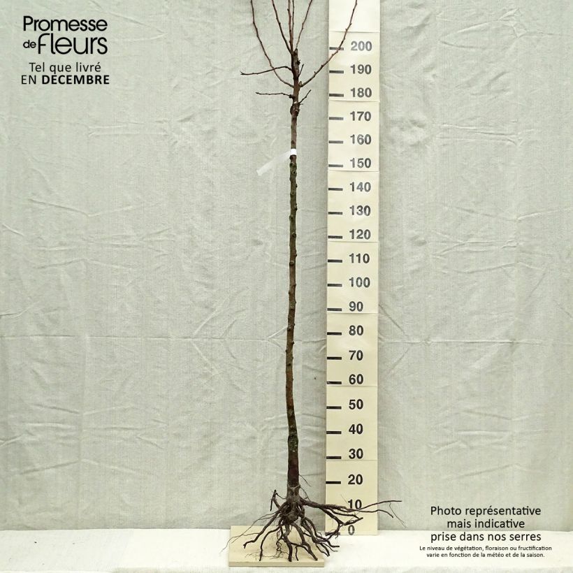 Example of Poirier Charneux - Legipont Grandes Racines nues, Demi-Tige as you get in hiver