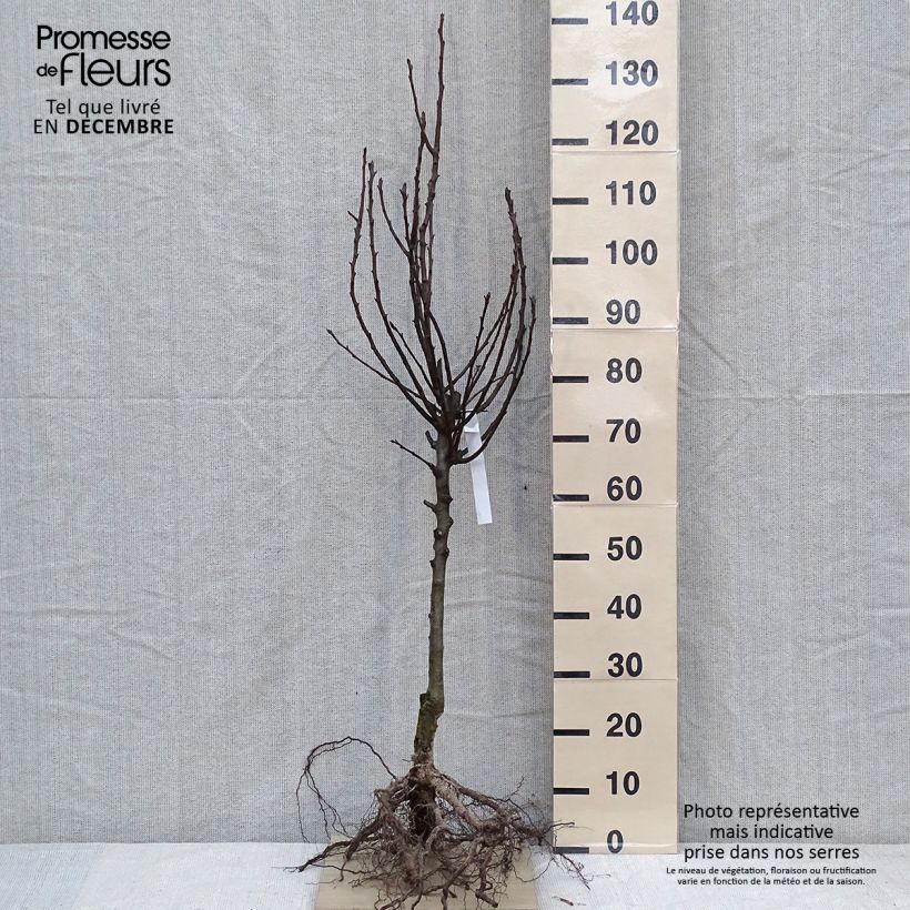 Example of Poirier Charneux - Legipont Grandes Racines nues, Haute-Tige as you get in hiver