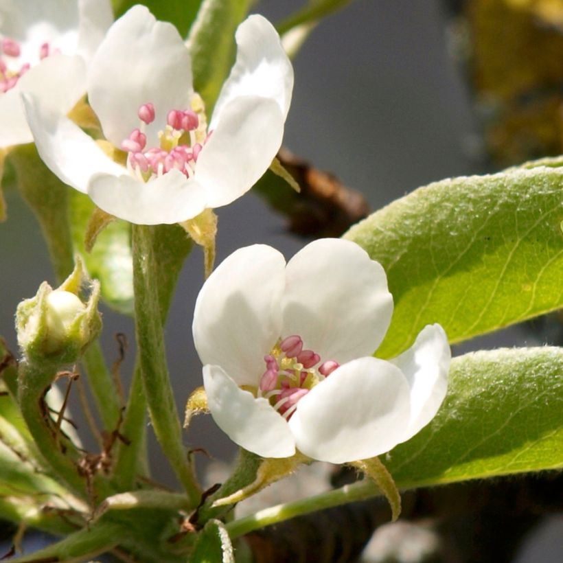 Poirier Charneux - Legipont (Flowering)