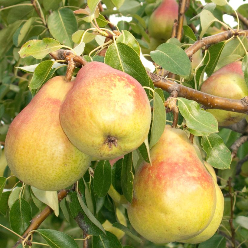 Poirier Clapp’s Favorite - Fruhe Clapps (Harvest)