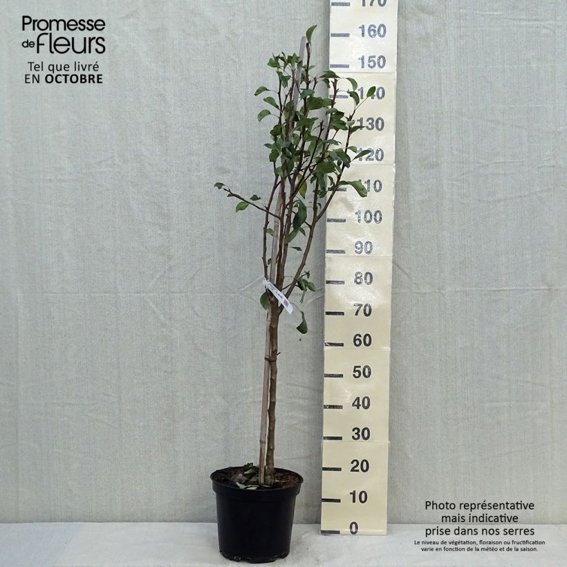 Example of Poirier Conférence Pot de 7,5L/10L, Gobelet as you get in automne