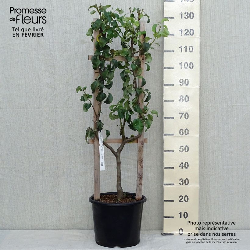 Example of Poirier Conférence Pot de 7,5L/10L, Palmette simple U as you get in automne