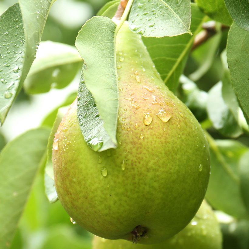 Poirier Curé ou Poire du Curé Bio (Harvest)