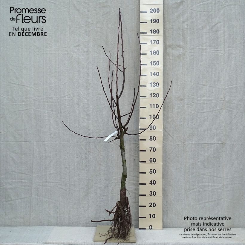 Example of Poirier Dubbele Philip - Beurre de Mérode Grandes Racines nues, Gobelet as you get in hiver